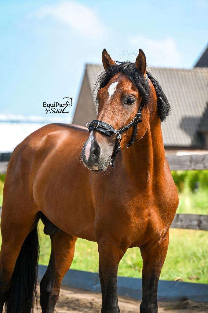 PRE Stallion for Breeding/ Exclusieve PRE beschikbaar, Hobby en Vrije tijd, Overige Hobby en Vrije tijd, Nieuw, Ophalen