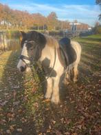 Super lieve Tinker x beetje welsh merrie te koop!, Merrie, Niet van toepassing, Gechipt, 3 tot 6 jaar