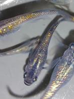 Medaka Sapphire (Japanse Rijstvisjes) eitjes te koop, Dieren en Toebehoren, Vissen | Aquariumvissen, Vis