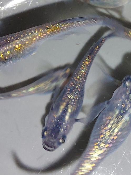 Medaka Sapphire (Japanse Rijstvisjes) eitjes en visjes, Dieren en Toebehoren, Vissen | Aquariumvissen, Vis