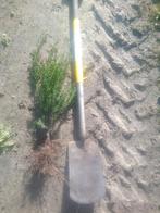 taxus baccata, Tuin en Terras, Ophalen, Taxus, Minder dan 100 cm