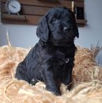 Labradoodle x  Bloedhond / Grote Zwitserse Senner pups, Parvo, 8 tot 15 weken, Meerdere, Meerdere dieren