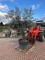 Prachtige Olijfboom in Pot te Koop!, Tuin en Terras, Bloeit niet, 100 tot 250 cm, Olijfboom, Ophalen