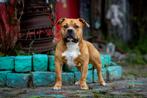 American Bully Dekreu, Rabiës (hondsdolheid), Reu, Meerdere, 3 tot 5 jaar