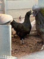 Ayam cemani kippen en kuikens, Dieren en Toebehoren, Pluimvee, Meerdere dieren, Kip