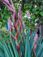 Prachtige Yucca., Ophalen