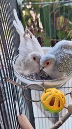 Bewezen koppel diamand duiven, Dieren en Toebehoren, Vogels | Duiven, Meerdere dieren, Overige soorten