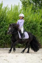 Grote shetlander ruin voor kinderen, Dieren en Toebehoren, Gechipt, Ruin, Zadelmak, A pony (tot 1.17m)