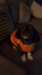 Honden uitlaat service/ oppassen!, Ophalen