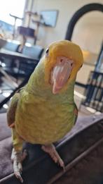 Dubbele geelkop amazone  papegaai te koop, Dieren en Toebehoren, Vogels | Parkieten en Papegaaien, Papegaai, Vrouwelijk