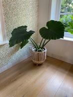 Alocasia - Olifantsoor met mand, Ophalen, Overige soorten, In pot, Minder dan 100 cm