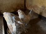 Te koop antwerpse baardkrielen haantjes, Dieren en Toebehoren, Mannelijk, Kip