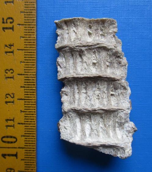 4 fossiele vissenwervels uit Kazachstan, Oligoceen, Verzamelen, Mineralen en Fossielen, Fossiel, Verzenden