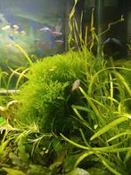 Jonge platy's, Dieren en Toebehoren, Vissen | Aquariumvissen, Vis