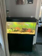 Juwel rio 180, Ophalen, Gebruikt, Gevuld zoetwateraquarium