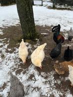 Slacht/legkippen te koop, Dieren en Toebehoren, Pluimvee, Vrouwelijk, Kip