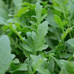 Uit de biologische moestuin: Rucola, sla, zaden, Ophalen of Verzenden, Voorjaar, Halfschaduw, Zaad