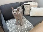 Blauwe Rus met stamboom zoekt nieuw thuis, Dieren en Toebehoren, Katten en Kittens | Raskatten | Korthaar