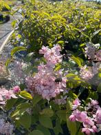Vaste planten en heesters bio gekweekt, Ophalen, Zomer, Overige soorten, Volle zon