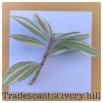 23. tradescantia ivory hill €1, Ophalen of Verzenden, Overige soorten, Minder dan 100 cm