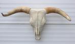 Grote schedel HIGHLANDER RUND (longhorn, gewei), Ophalen, Gebruikt, Boerderijdier, Schedel