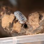 Nesodillo arcangelii 'Shiro utsuri', Dieren en Toebehoren, Overige soorten