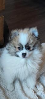 Prachtige tricolor dwergkees/ pomeriaan reu, Dieren en Toebehoren, Honden | Poolhonden, Keeshonden en Oertypen, Keeshond, Reu
