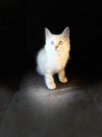 Kitten kater recdoll britse korthaar, Dieren en Toebehoren, Katten en Kittens | Overige Katten, Kater