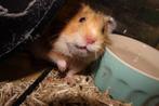 goudhamsters hamsters hamster, Dieren en Toebehoren, Hamster, Juli, Meerdere dieren, Tam