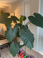 Olifantsoor kamerplant met nieuw blad, Huis en Inrichting, Kamerplanten, Ophalen, 100 tot 150 cm, Overige soorten, Halfschaduw