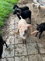 Ouessant ram, wit, Dieren en Toebehoren, Mannelijk, Schaap