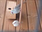 Bewezen koppel bonte diamantduifjes met jongen, Dieren en Toebehoren, Vogels | Duiven, Meerdere dieren, Overige soorten