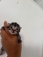 Kittens, Dieren en Toebehoren, Katten en Kittens | Raskatten | Korthaar, Kater, Ontwormd, 0 tot 2 jaar
