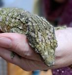 Eigen nakweek van Rhacodactylus leachianus   !, Overige soorten, 0 tot 2 jaar