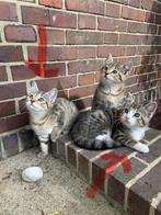 2 fantastische kittens, Meerdere dieren, Kortharig, 0 tot 2 jaar