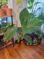 Alocasia Macrorrhiza, Overige soorten, In pot, Minder dan 100 cm, Groene kamerplant