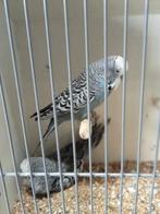 Gezocht diverse parkieten, Dieren en Toebehoren, Vogels | Parkieten en Papegaaien, Meerdere dieren, Parkiet