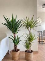 2for 85-Yucca & Dracena Sunray, Huis en Inrichting, Kamerplanten, 100 tot 150 cm, Overige soorten, In pot, Groene kamerplant