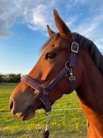 4 jr super brave D sport pony new forest, Dieren en Toebehoren, Pony's, Merrie, B, Gechipt, Dressuurpony