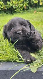 Prachtige Labrador/Golden Retriever/Stabij puppy 's reutje, Dieren en Toebehoren, Honden | Retrievers, Spaniëls en Waterhonden