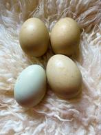 Broed eitjes van kleur legger x marans haan. Groenlegger, Dieren en Toebehoren, Pluimvee, Kip, Meerdere dieren