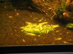 gele citroen top garnalen met neon back stripe ook verzenden, Dieren en Toebehoren, Vissen | Aquariumvissen, Kreeft, Krab of Garnaal