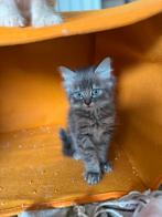 Kittens britse kort haar en maine coon mix, Dieren en Toebehoren, Meerdere dieren, 0 tot 2 jaar