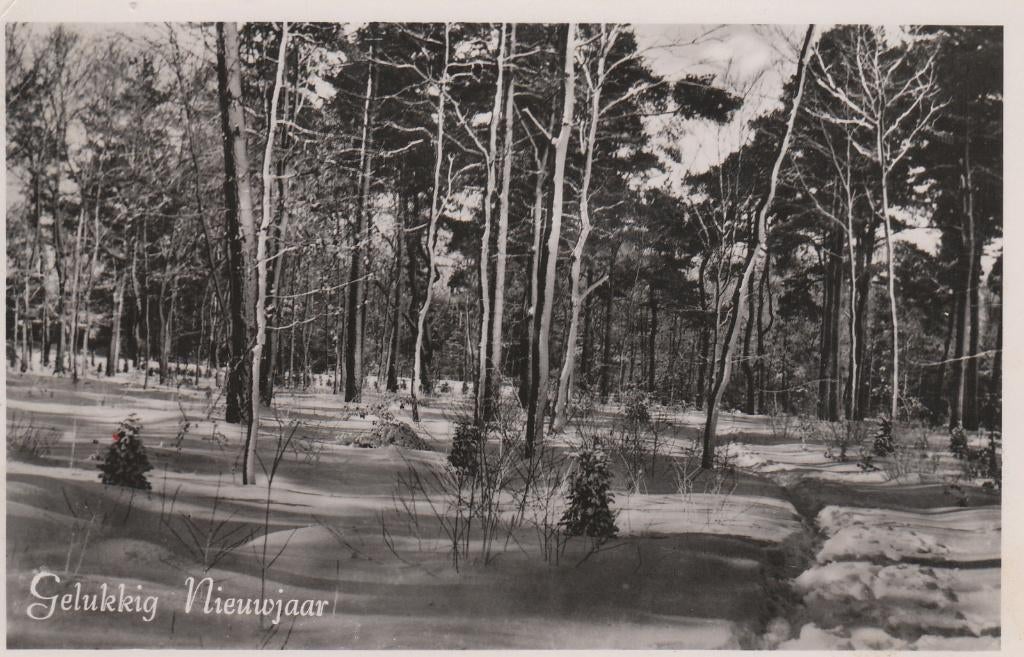 P120 oude ansichtkaart gelukking nieuwjaar boszicht 1954, Ophalen of Verzenden, 1940 tot 1960, Gelopen, Natuur