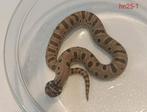 Haakneusslang - Heterodon nasicus nakweek 2025, Dieren en Toebehoren, Reptielen en Amfibieën, Slang, Tam, 0 tot 2 jaar