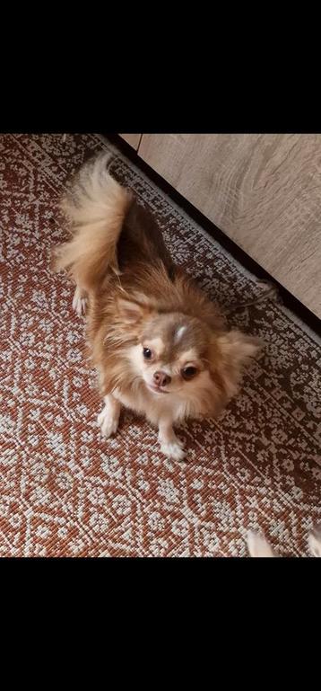 Chihuahua husky kleur reu ter dekking ,NIET te KOOP! beschikbaar voor biedingen