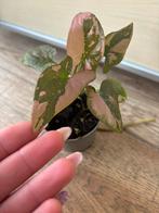 Syngonium pink splash, Ophalen of Verzenden