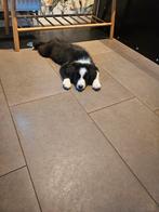 Border collie pups, Dieren en Toebehoren, Honden | Herdershonden en Veedrijvers, Rabiës (hondsdolheid), 8 tot 15 weken, Collie