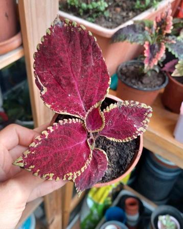 Coleus Superfine Rainbow Volcano beschikbaar voor biedingen