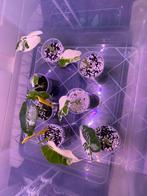 Alocasia frydek vatiegata, Ophalen of Verzenden, Halfschaduw, Minder dan 100 cm